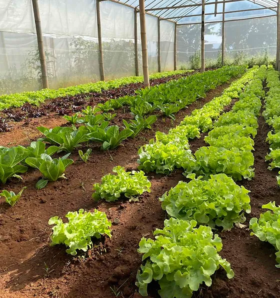 Different vegetables growing In a green house in a crop style bed