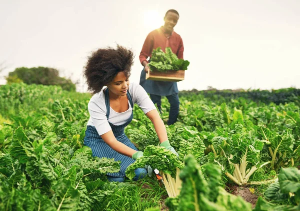 young people farming in a field and picking all the vegetables for harvest 
