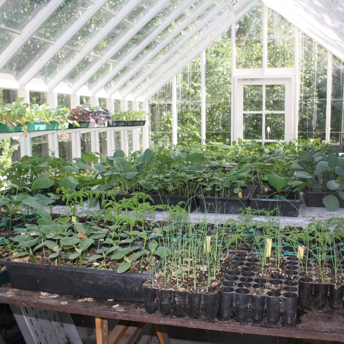 green house with a lot of vegetables growing on a table