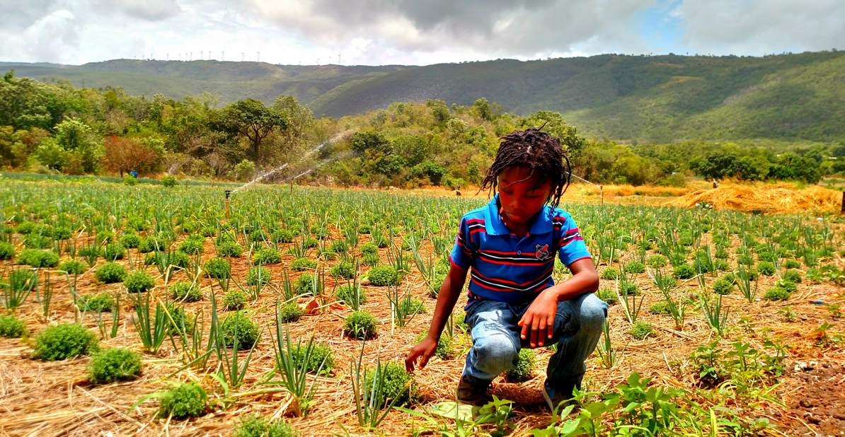 Little boy in Jamaica planting seeds in a field