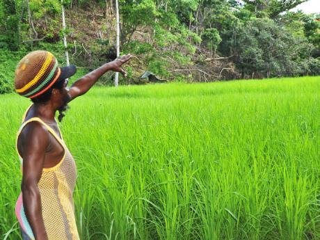 Rasta farmer pointing in the distance to his farmland